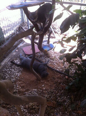 פנסיון לחתולים